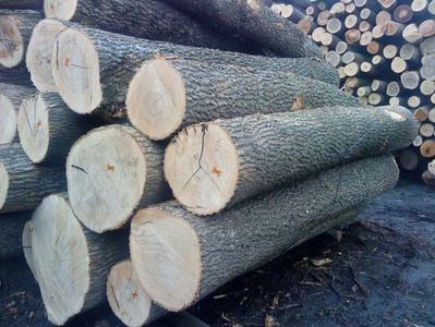 Ash Wood